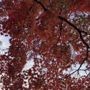 ヒメ日記 2025/11/26 00:30 投稿 あおい ピーチパイ