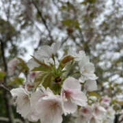 ヒメ日記 2025/04/12 10:20 投稿 ようこ 奥鉄オクテツ神奈川店（デリヘル市場グループ）