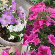 ヒメ日記 2025/05/12 07:20 投稿 ようこ 奥鉄オクテツ神奈川店（デリヘル市場グループ）