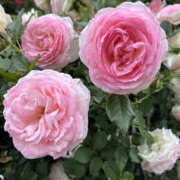 ヒメ日記 2025/05/15 22:05 投稿 ようこ 奥鉄オクテツ神奈川店（デリヘル市場グループ）