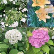 ヒメ日記 2025/06/11 06:05 投稿 ようこ 奥鉄オクテツ神奈川店（デリヘル市場グループ）