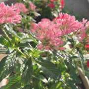 ヒメ日記 2025/08/24 06:50 投稿 ようこ 奥鉄オクテツ神奈川店（デリヘル市場グループ）