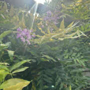 ヒメ日記 2025/08/26 06:45 投稿 ようこ 奥鉄オクテツ神奈川店（デリヘル市場グループ）