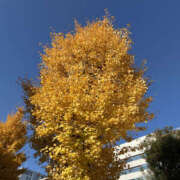 ヒメ日記 2025/12/02 16:05 投稿 ようこ 奥鉄オクテツ神奈川店（デリヘル市場グループ）