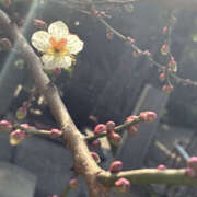 ヒメ日記 2026/01/16 11:55 投稿 ようこ 奥鉄オクテツ神奈川店（デリヘル市場グループ）