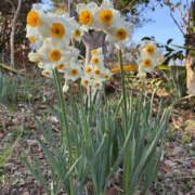 ようこ 22日の貴方様 奥鉄オクテツ神奈川店（デリヘル市場グループ）