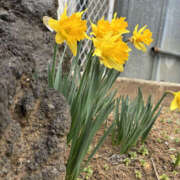 ヒメ日記 2026/03/02 09:45 投稿 ようこ 奥鉄オクテツ神奈川店（デリヘル市場グループ）