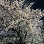 ヒメ日記 2026/04/05 23:55 投稿 ようこ 奥鉄オクテツ神奈川店（デリヘル市場グループ）