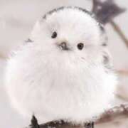 ヒメ日記 2025/02/13 11:34 投稿 うの LOVE KISS（ラブキッス）