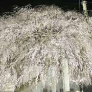 ヒメ日記 2025/03/31 01:43 投稿 うの LOVE KISS（ラブキッス）