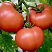 ヒメ日記 2026/02/19 09:18 投稿 うの LOVE KISS（ラブキッス）