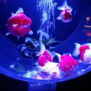 ヒメ日記 2025/04/29 10:31 投稿 平田瑠衣(ひらたるい) 鶯谷ナンバーワン