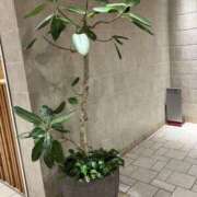 ヒメ日記 2025/03/09 18:08 投稿 平野 誘惑マル秘ミセス