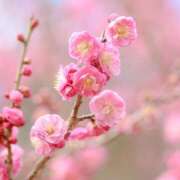 ヒメ日記 2025/03/17 05:07 投稿 平野 誘惑マル秘ミセス