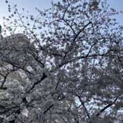 ヒメ日記 2025/03/31 12:39 投稿 平野 誘惑マル秘ミセス