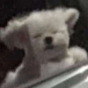 みぶ 明日‼️ 神田ハンドメイド