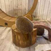 ヒメ日記 2025/12/09 09:33 投稿 新庄みやこ THE痴漢電車.com