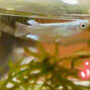 ヒメ日記 2024/12/29 15:00 投稿 ふうか エンジェルシリカ