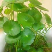 ヒメ日記 2025/06/06 10:09 投稿 ふうか エンジェルシリカ