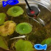 ヒメ日記 2025/06/19 07:09 投稿 ふうか エンジェルシリカ