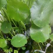 ヒメ日記 2025/07/12 09:57 投稿 ふうか エンジェルシリカ