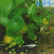 ヒメ日記 2025/09/12 15:50 投稿 ふうか エンジェルシリカ