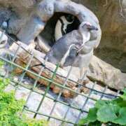 ヒメ日記 2025/05/22 14:10 投稿 あず 奥様特急　池袋・大塚店