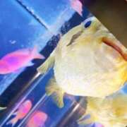 ヒメ日記 2025/07/10 21:20 投稿 あず 奥様特急　池袋・大塚店