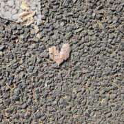 ヒメ日記 2025/01/06 21:34 投稿 あず 奥様特急　上野・鶯谷店