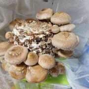 ヒメ日記 2025/01/29 18:49 投稿 あず 奥様特急　上野・鶯谷店