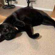 ヒメ日記 2025/10/18 02:10 投稿 きょうか 新橋夜這右衛門娼店～夜這・即尺・痴漢・人妻～