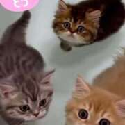 ヒメ日記 2025/11/07 02:44 投稿 きょうか 新橋夜這右衛門娼店～夜這・即尺・痴漢・人妻～