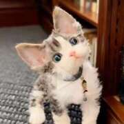 ヒメ日記 2026/03/18 08:13 投稿 きょうか 新橋夜這右衛門娼店～夜這・即尺・痴漢・人妻～