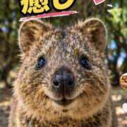 きょうか お礼とお知らせ📢🐈 新橋夜這右衛門娼店～夜這・即尺・痴漢・人妻～