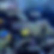 ヒメ日記 2025/11/21 14:23 投稿 ちい おいらん(池袋)