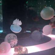 ヒメ日記 2025/12/26 21:16 投稿 ちい おいらん(池袋)