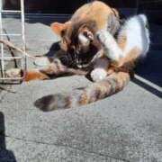 ヒメ日記 2025/01/12 23:13 投稿 かえで 千姫(道後)