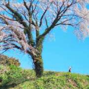 ヒメ日記 2025/04/09 17:43 投稿 かえで 千姫(道後)