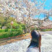 ヒメ日記 2025/04/12 23:01 投稿 かえで 千姫(道後)