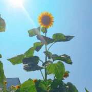 ヒメ日記 2025/08/21 20:01 投稿 かえで 千姫(道後)