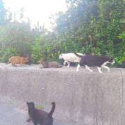 ヒメ日記 2025/09/12 20:47 投稿 かえで 千姫(道後)