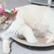 ヒメ日記 2025/03/10 22:27 投稿 こはく 西船人妻花壇