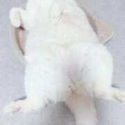 ヒメ日記 2025/03/17 02:27 投稿 こはく 西船人妻花壇