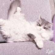 ヒメ日記 2025/04/21 01:16 投稿 こはく 西船人妻花壇