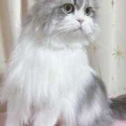 ヒメ日記 2025/04/29 15:54 投稿 こはく 西船人妻花壇