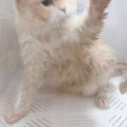 ヒメ日記 2025/07/10 20:27 投稿 こはく 西船人妻花壇