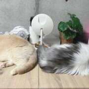 ヒメ日記 2025/11/24 00:25 投稿 こはく 西船人妻花壇