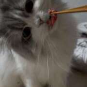 ヒメ日記 2025/12/22 01:34 投稿 こはく 西船人妻花壇