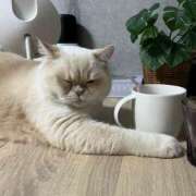 ヒメ日記 2026/01/06 05:21 投稿 こはく 西船人妻花壇