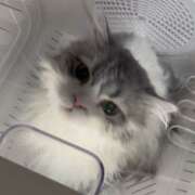 ヒメ日記 2026/01/07 19:54 投稿 こはく 西船人妻花壇